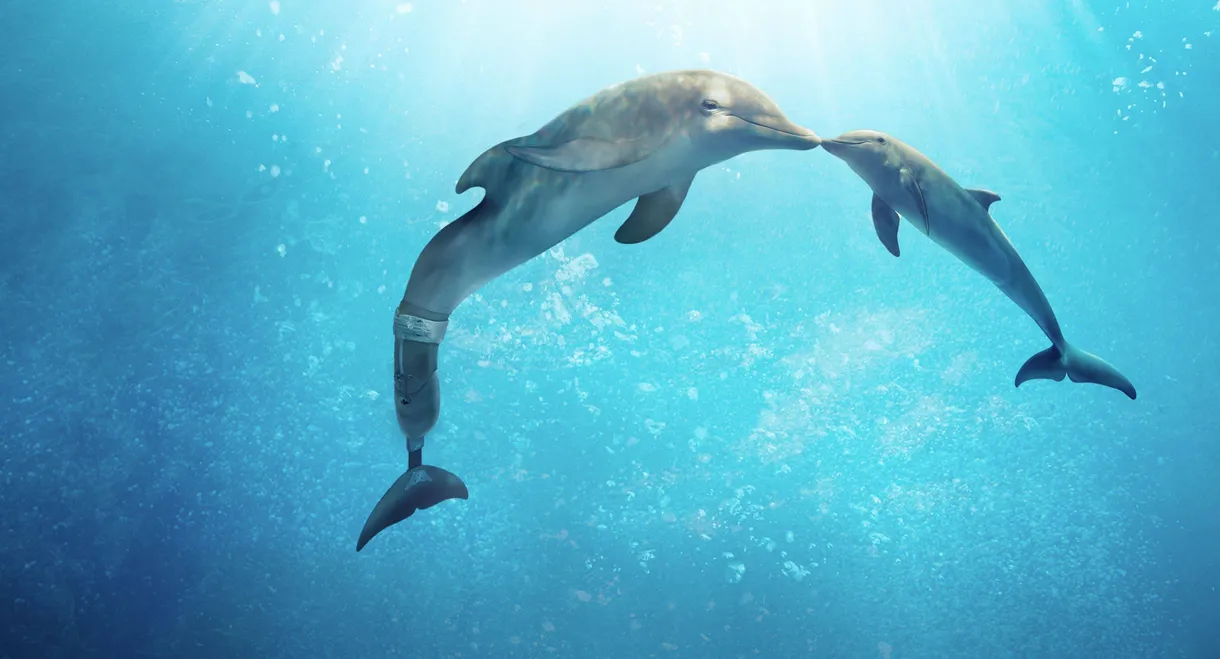Dolphin Tale 2