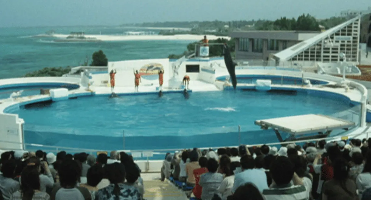 Dolphin Blue: Soar Again, Fuji