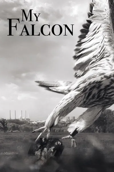My Falcon