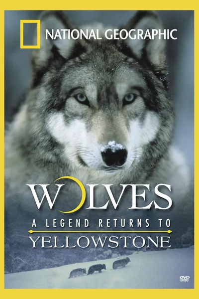 Wolves: A Legend Returns to Yellowstone