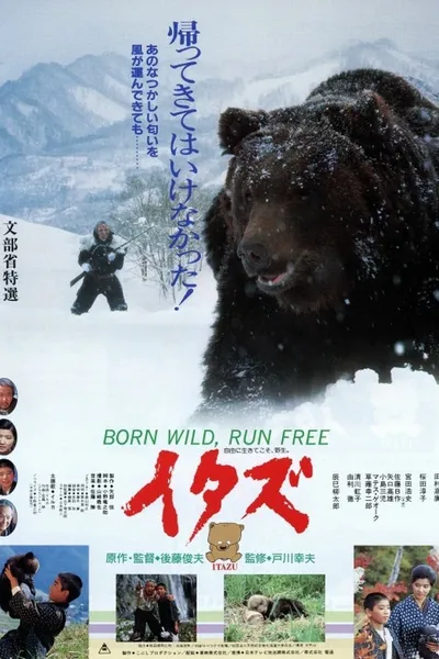 The Forest of the Little Bear