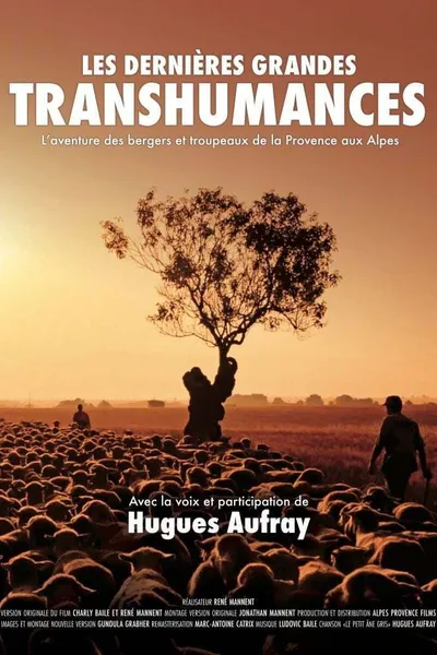 Les dernières grandes transhumances