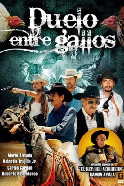 Duelo entre gallos