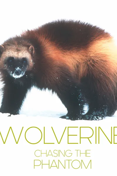 Wolverine - Chasing the Phantom